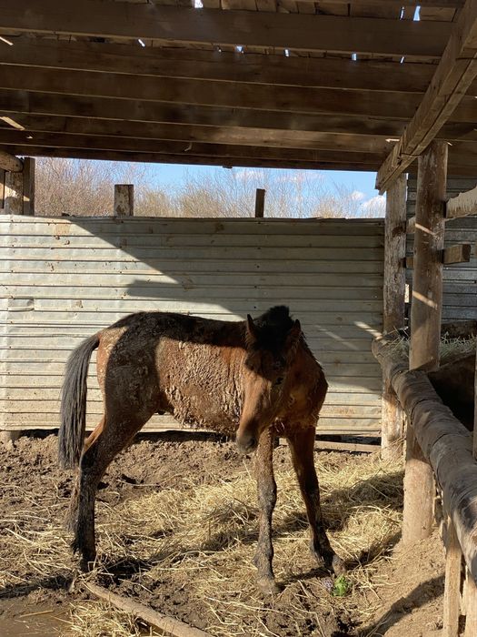 Тай сатылады срочно