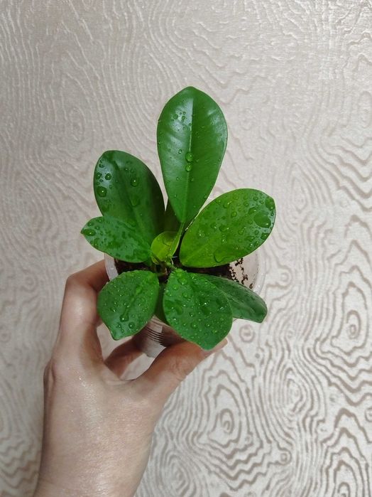 Фикусы Мелани, Moclame