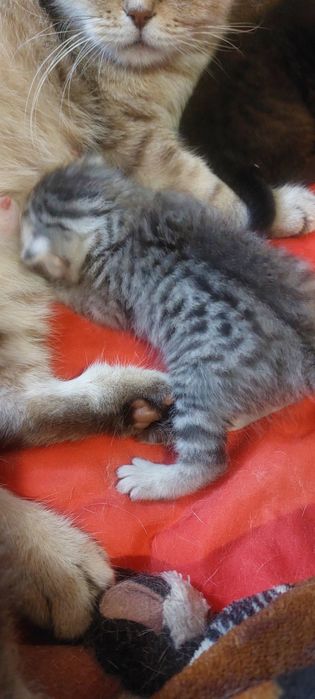 Продам шотландских котят
