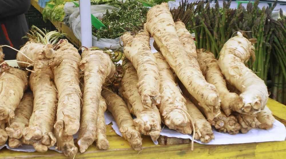 Rizomi ( tuberculi) de Hrean alb, pt plantat