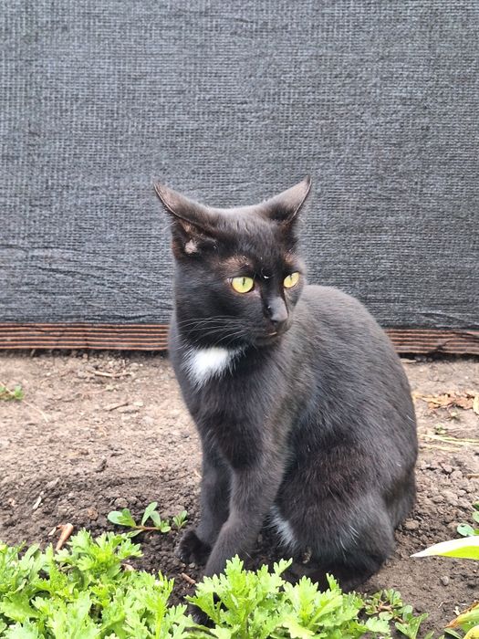 Отдам даром кота