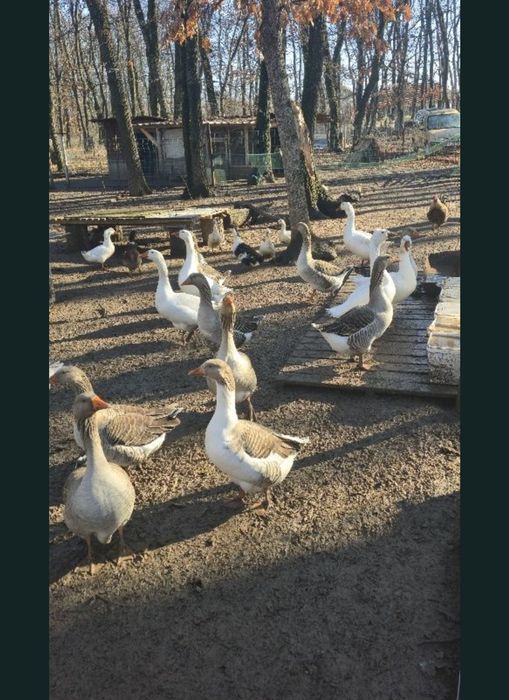 Гъши яйца за люпене