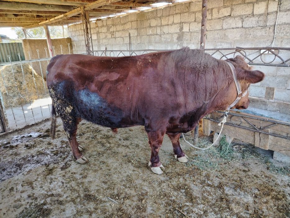 Buqa limuzin paroda sotiladi