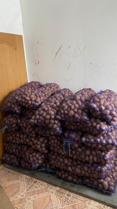 Картоп местный.