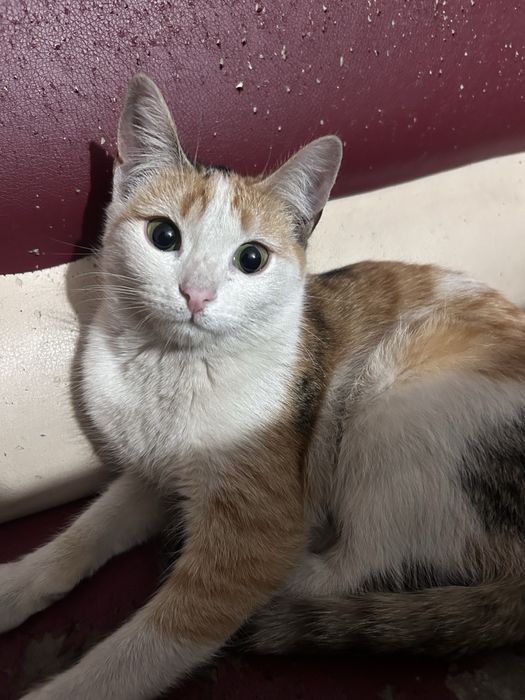 Отдаю в добрые руки