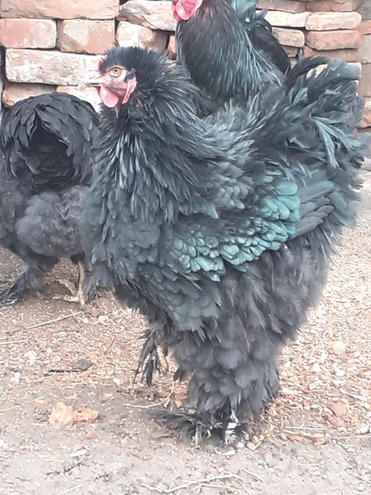 Cochinchina urias frezat