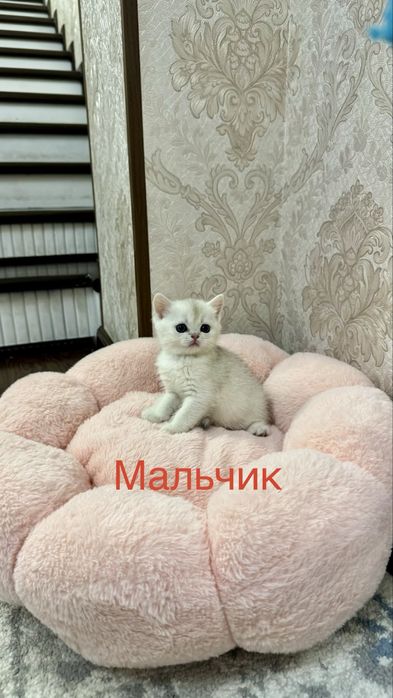 Продаётся чистокровный котята золотая шиншилла и серебристая шиншилла