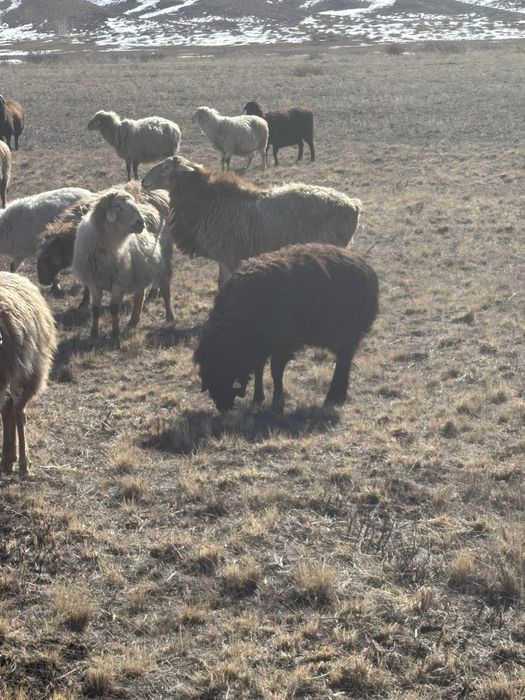 Кошкар сатылады едилбай тукым