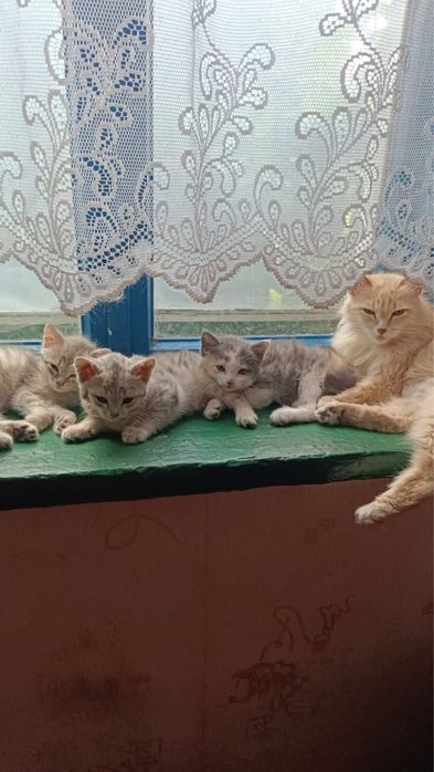 Отдам котят. Мальчики, ласковые, ручные.