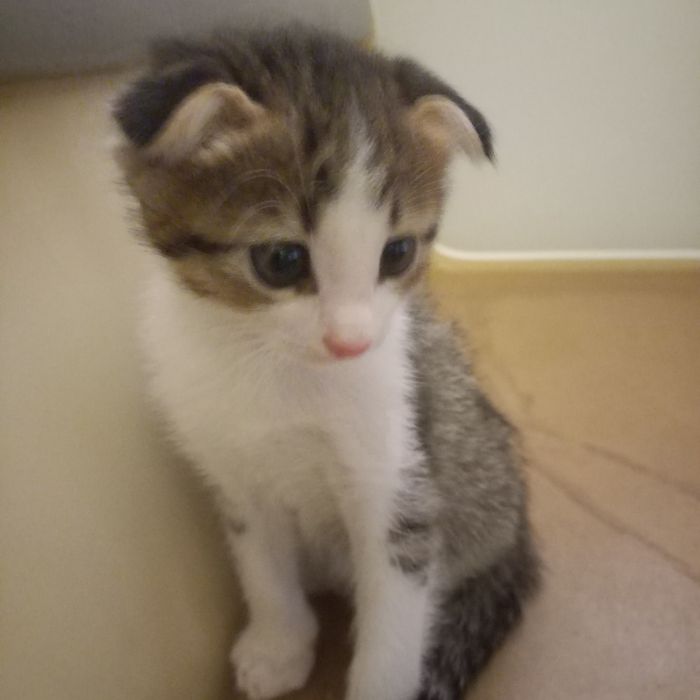 Вислоухий котёнок мальчик 1,5мес