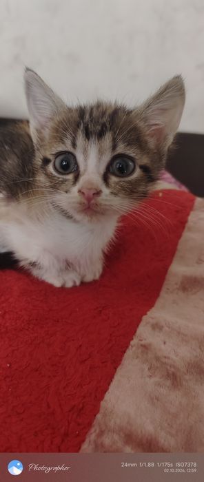 Девочки котята  мальчик возраст 1 мес