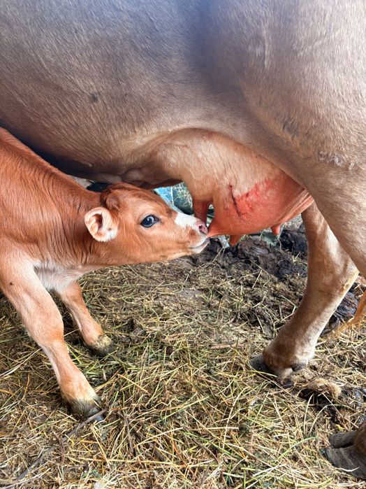 Vindem vaca cu vițel
