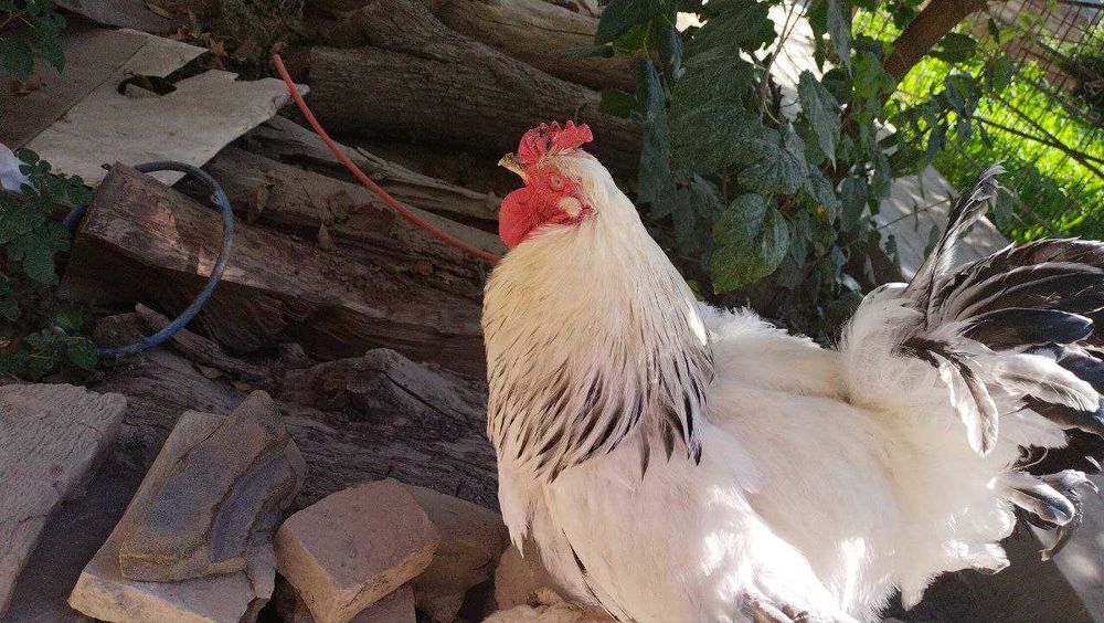 Xuroz va tovuq bramma sotiladi