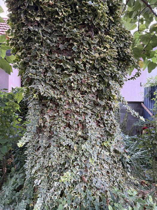 Copac paulownia pentru lemn