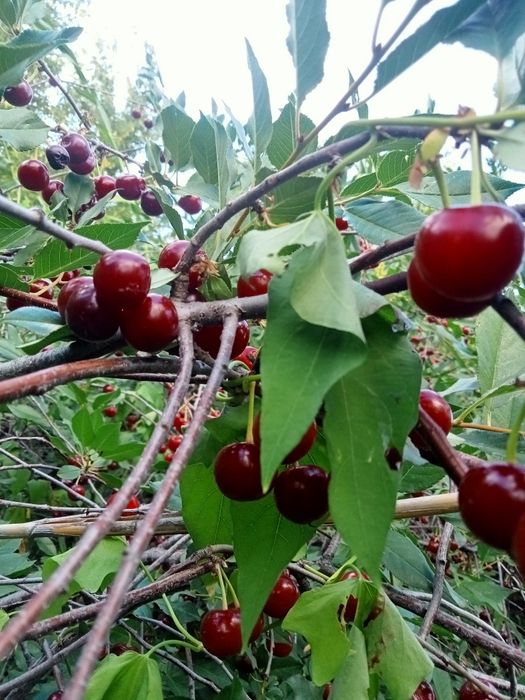 Продам дачу" Жемчужина"