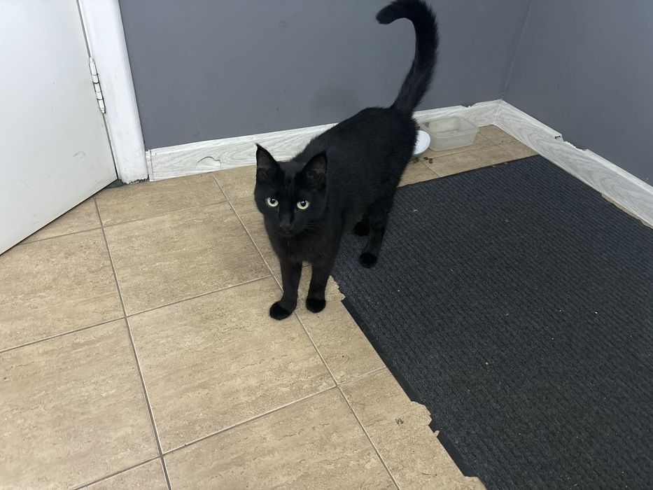 Кошка домашняя черная