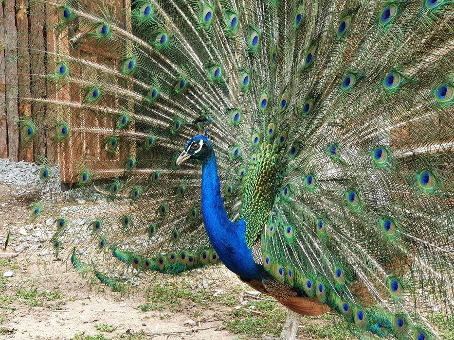 Пауни на 10 месеца