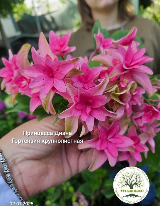 Гортензия не укрывная, ремонтантная Ю ЭНД ми . .