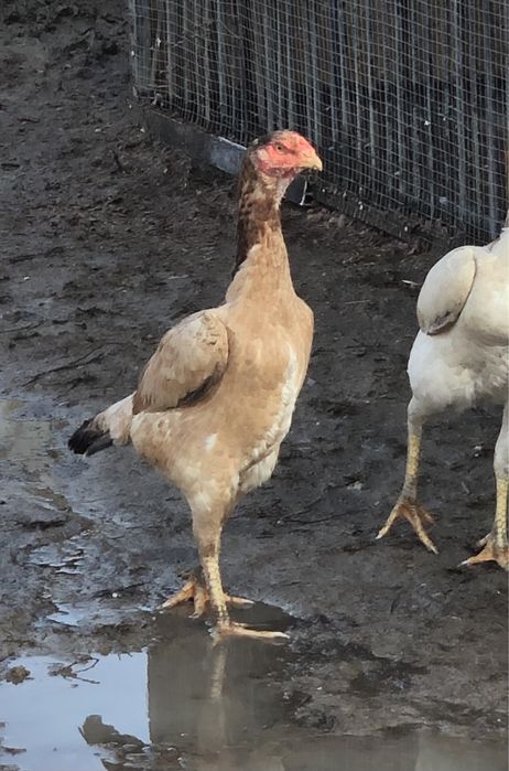 Продается боцовый