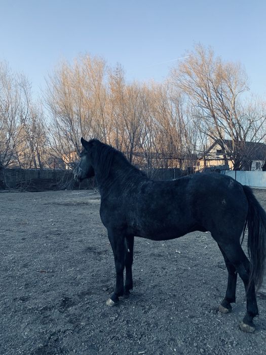 Айғыр сатылады міңгі