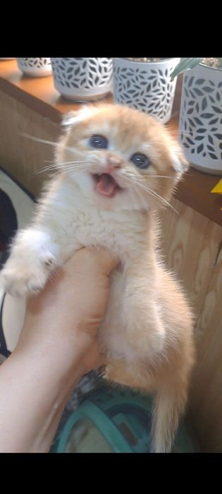 Котята от правильной вязки