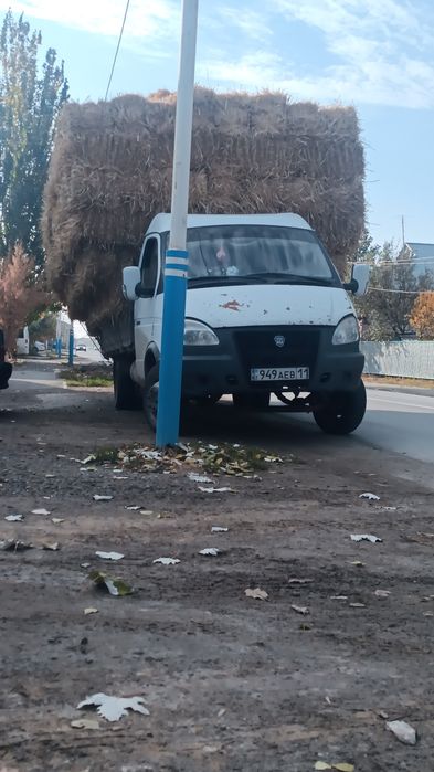 Сабан бау қамыс үйдің төбесіне бар