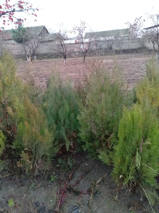 Mevali va manzarali kochatlar yashil makon