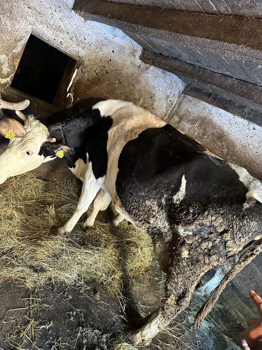 Vand juninca gestanta si metis Holstein