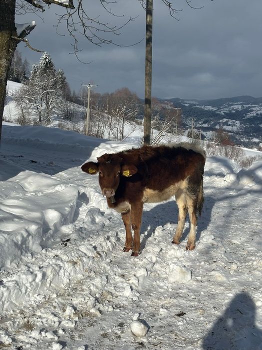 Vând junincă bună de ținut