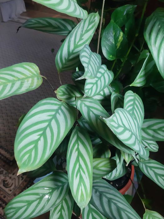 цветы комнатные и декоративные