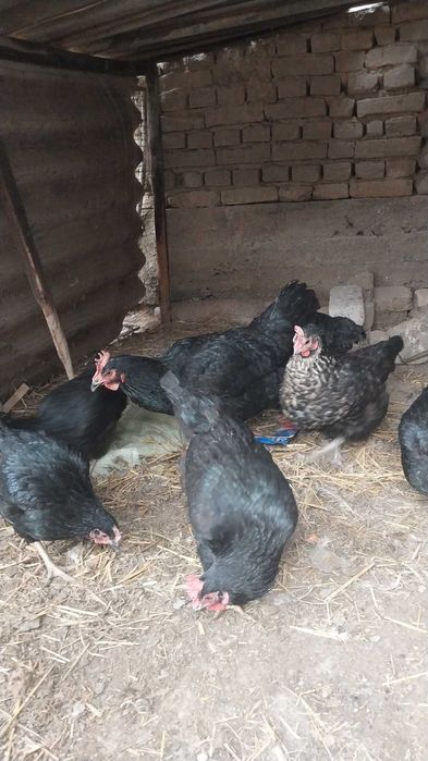 Tovuqlar sotiladi tuxumda