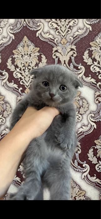 котята продаются