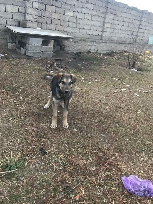 Шымкент төбет 5айлык