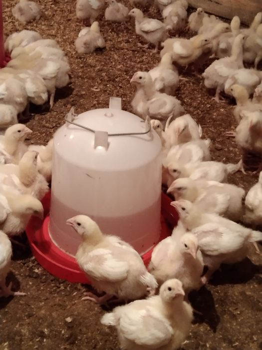 Продаю циплят бролеров