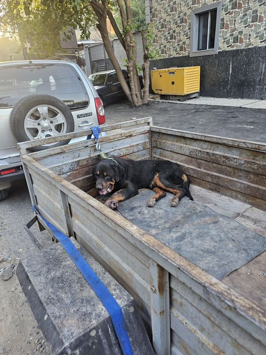 Перевозка жүк тасымалдау