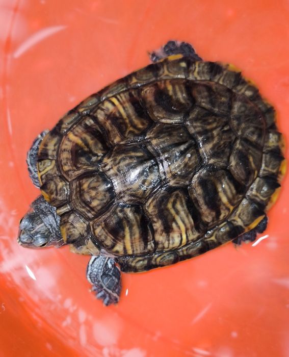 Qizilquloq toshbaqa. Красноухоя черепаха