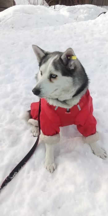 Собака помесь хаски ищет дом