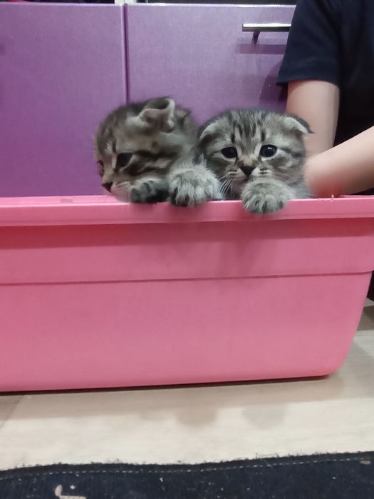 Продам котят скоттиш-фолд