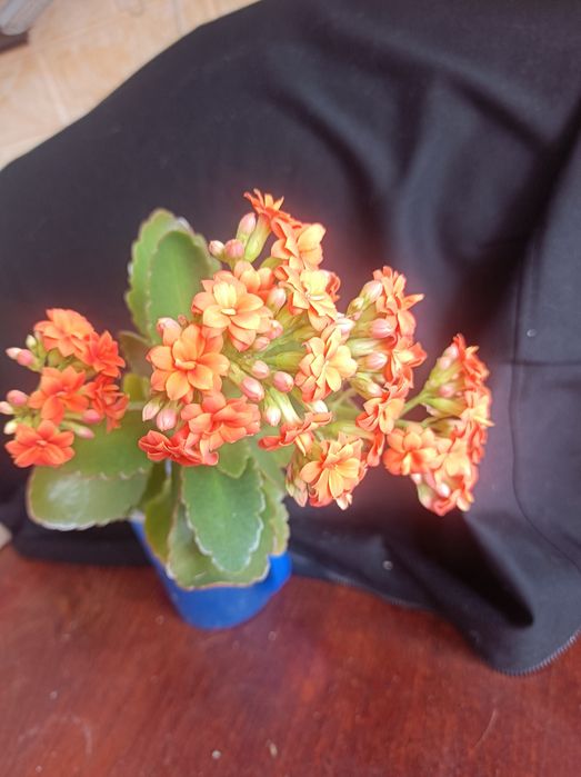 Продам цветущий каланхоэ