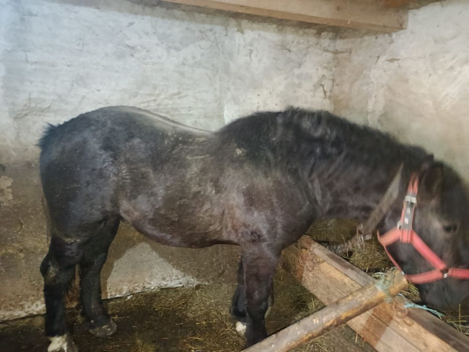 Vind sau schimb cu Duba nu veniți cu toate reginele