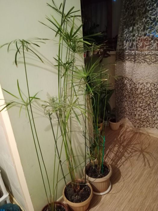 Цветы разные все