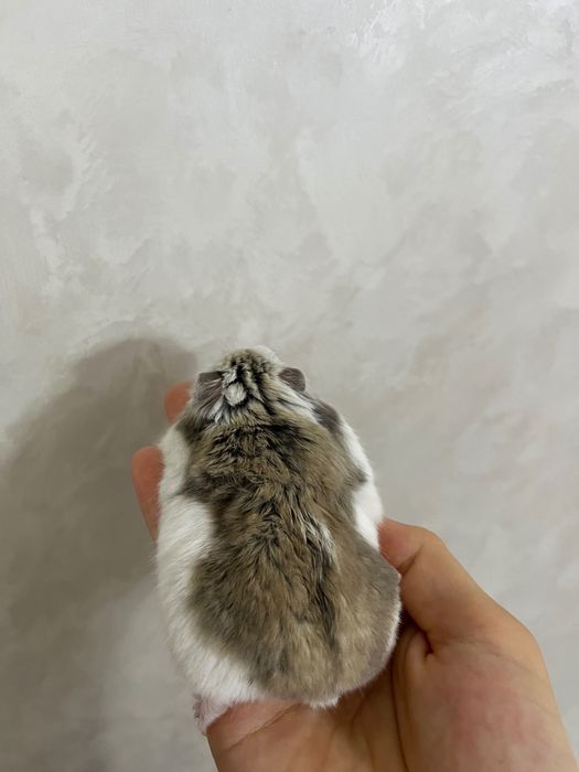 хомяк джунгарский