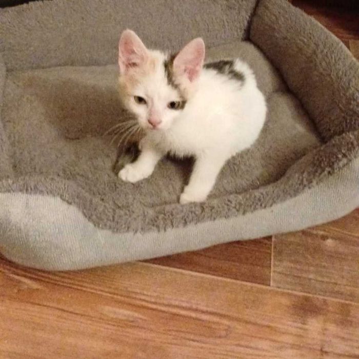 Котёнок девочка.