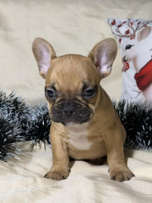 Френски булдог - бебета