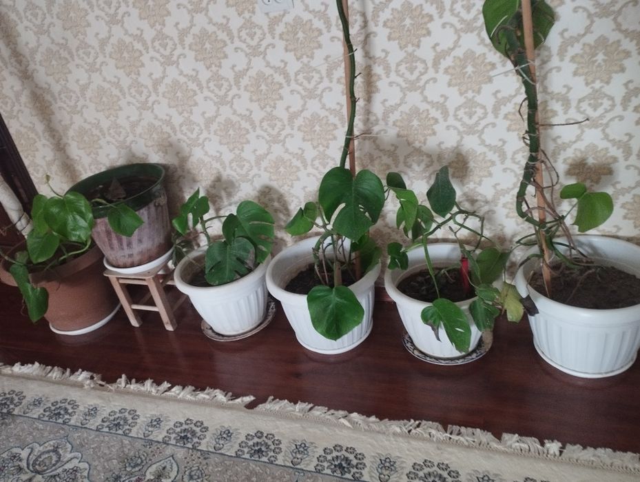 продаётся монстера