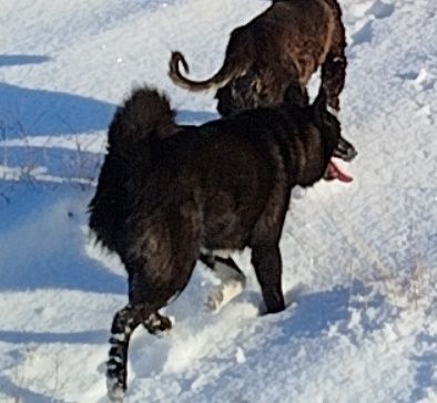 Потерялась лайка