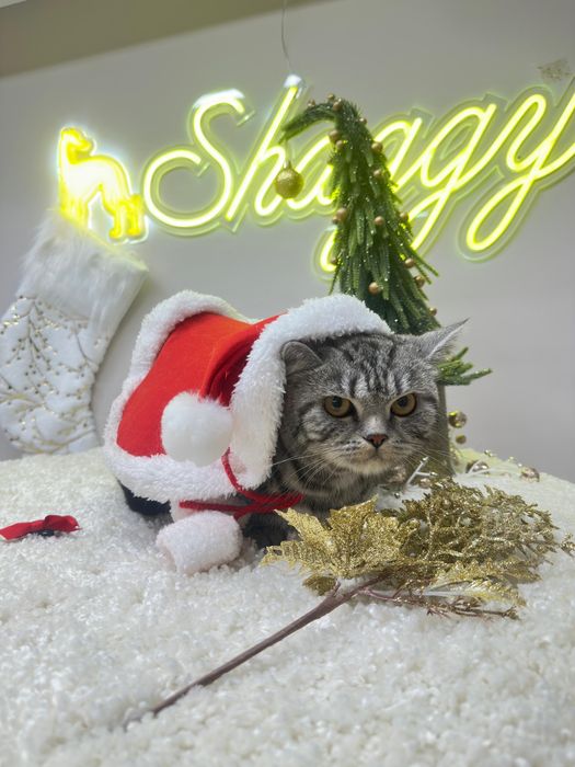 Отдам кота даром
