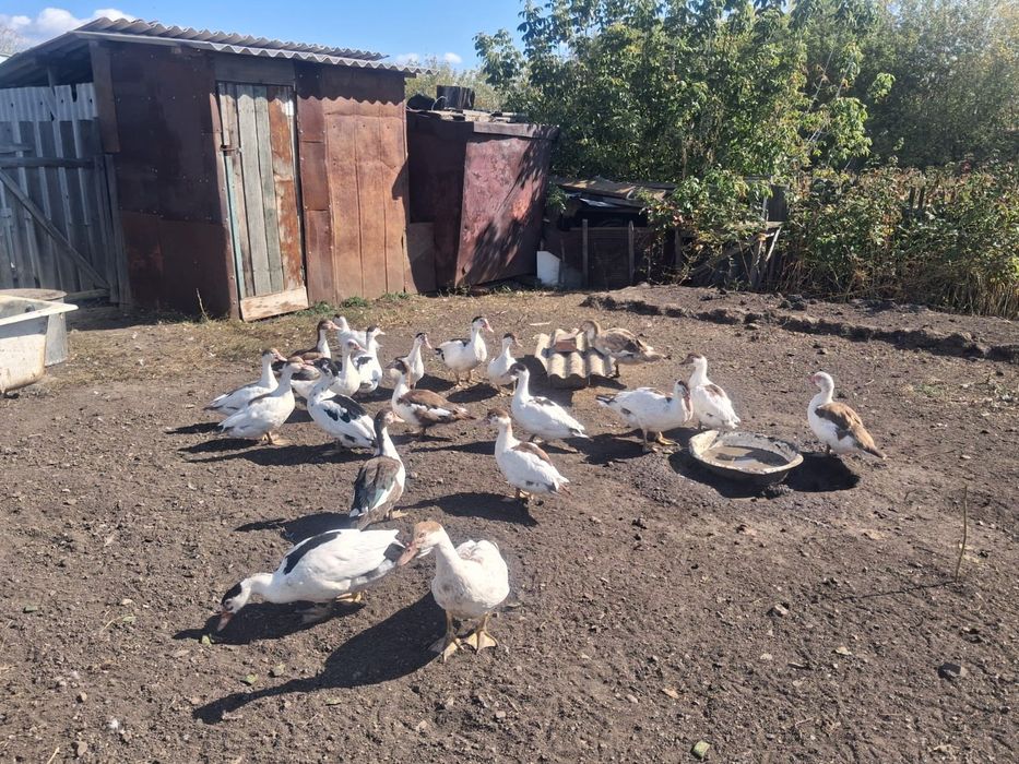 Домашние утки на мясо и развод
