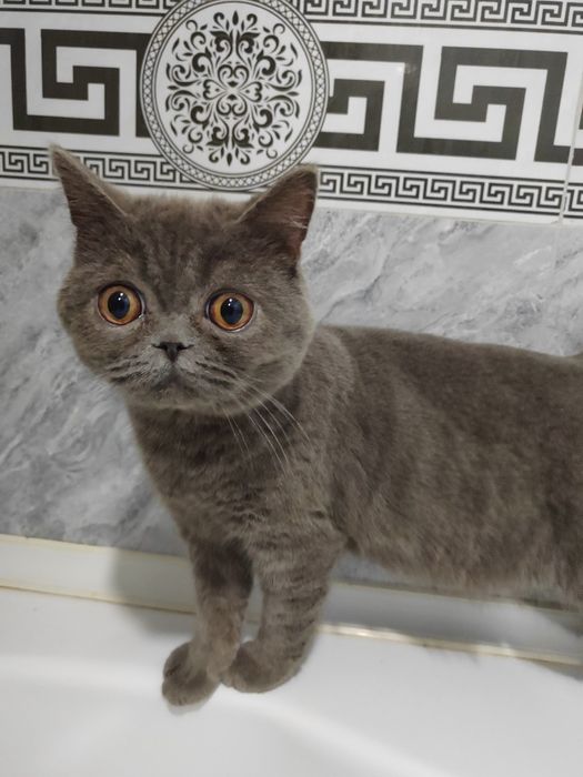 Скотиш страйт  сотилади