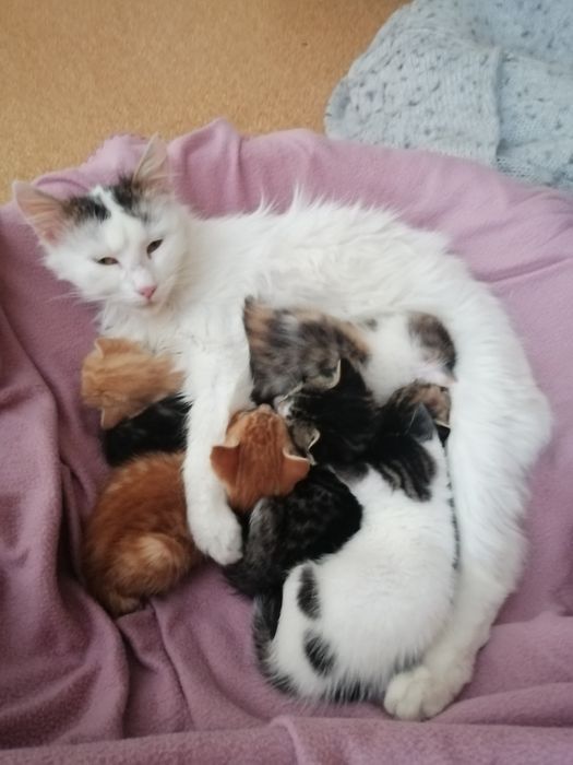 Котенца  - Подарявам Шепичка Любов